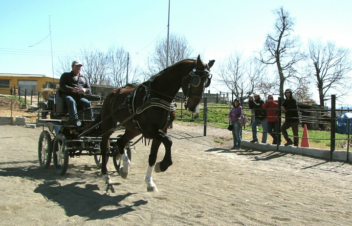 Luis Nadal con su KWPN